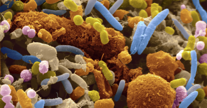 gut microbiota