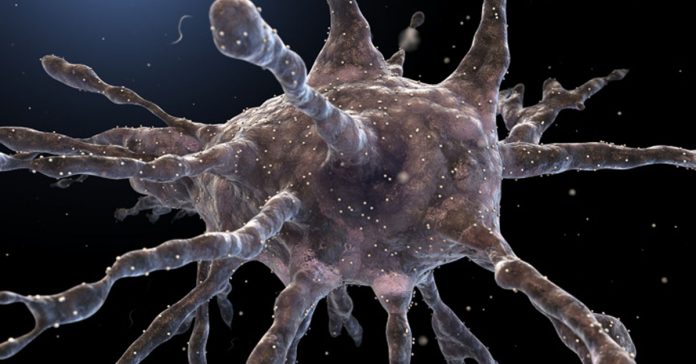 dendritic-cell