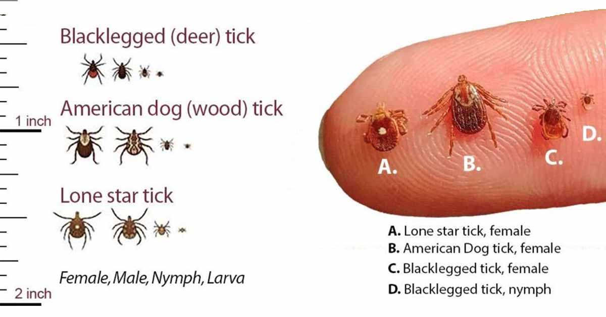 Surge of Ticks Expected in the 
